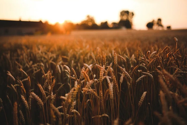 Farm fields